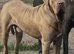 Male Mastiff mix