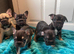 Litter of 5 ready for their forever homes