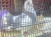 Big size fantails