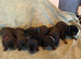 Outstanding rottweiler puppies