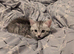 Maine coon mix