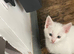 3 kittens for sale.