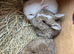 2 left now. Lovely Netherland dwarf baby rabbits.