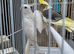Pair cockateils