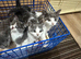 3 Little kittens