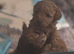 Small toy poodle puppies