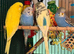 budgies available 9 weeks old