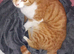 Beautiful male kitten