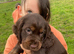 Super cocker pups, health tested parents