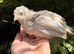 Lavender Leghorn 4 week old chicks