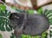 Gorgeous bunnies