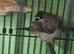Bengalise finch