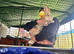 Stunning Continental Giant Rabbits