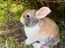 Gorgeous (7 Month Old) Mini Lop Mix Buck