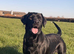 Beautiful Labrador female