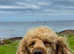 Apricot toy poodle
