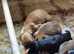 KC Reg Whippet Puppies