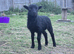 Proven Ouessant ram with good lines