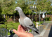 Racing pigeon
