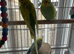 Budgies albinos litino handtame breeding pairs etc