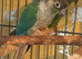 Breeding pair