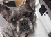 Reggie is looking for a forever home