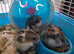 Young Male Russian Hamsters