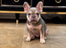 5 STAR FRENCH BULLDOGS
