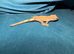 baby crested gecko ready
