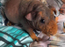 Skinny pig  females available.