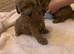 Toy poodle 2 girls 1 boy