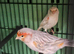 Pair red opal satinette