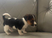 Adorable jack Russell puppies