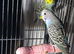 Male budgies