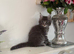 Beautiful TICA reg Maine coon kittens