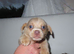 Jack Russells