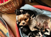 Biewer Yorkshire Terrier puppies for sale