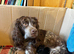 KC registered cocker spaniel puppies