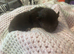 Stunning Kittens looking for amazing Homes