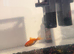 2 goldfish and tank