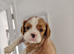 Cavalier king Charles