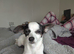 9 month old jackawawa for sale