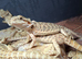 Baby bearded dragons