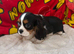 Cavalier King Charles