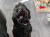 2yr old female cocker poo