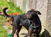 German shepherd cross staffy Milli