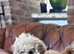 2 X BEAUTIFUL APRICOT MINIATURE POODLE GIRLS LEFT