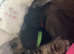 Black female kitten