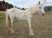 TGCA yearling filly grey cob