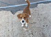Beagle boy